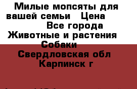 Милые мопсяты для вашей семьи › Цена ­ 20 000 - Все города Животные и растения » Собаки   . Свердловская обл.,Карпинск г.